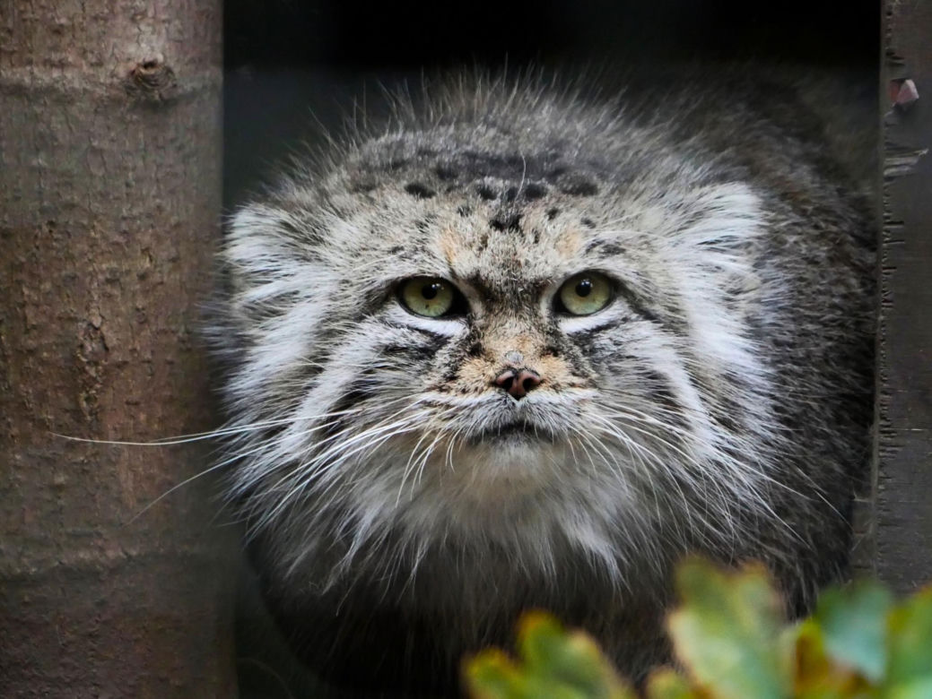 Manul stepowy Jessie