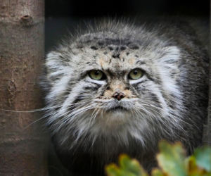 Zwierzak Roku 2025 Warszawskiego ZOO. Oto nominowane zwierzaki