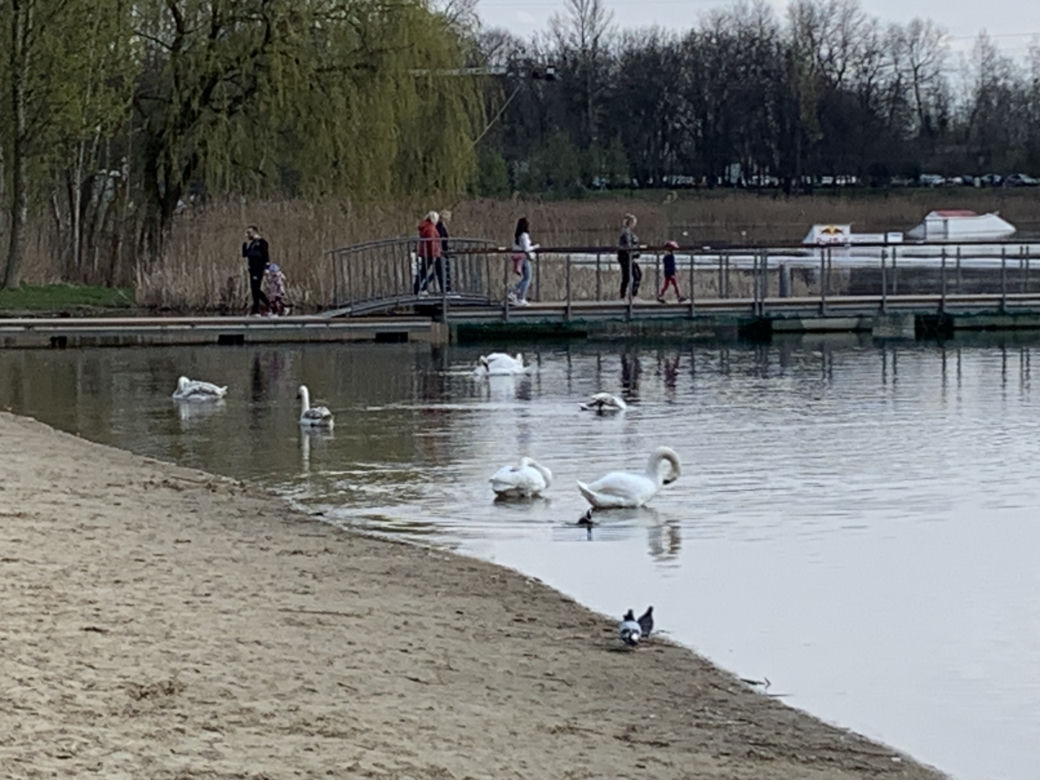 Stawiki w Sosnowcu budzą się do życia na wiosnę