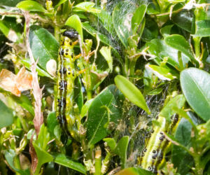 Francuscy ogrodnicy odkryli turbo oprysk na ćmę buszkpanową. W ten sposób zgładzisz całe pokolenie szkodników. Sposób na ćmę bukszpanową, który wiosną trzeba zapisać 