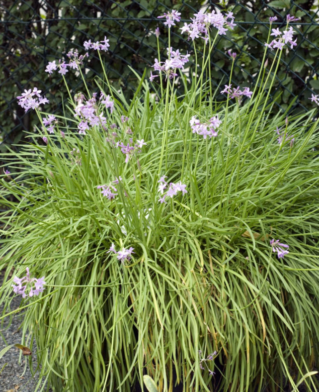 Tulbagia fioletowa