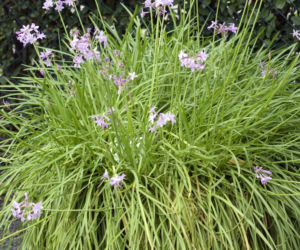 Tulbagia fioletowa