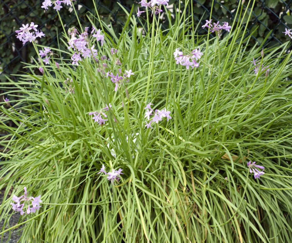 Tulbagia fioletowa