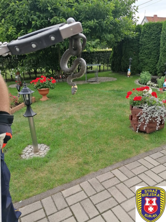 Chwile grozy w centrum miasta. Na posesji znaleźli 40-centymetrowego węża! [ZDJĘCIA]