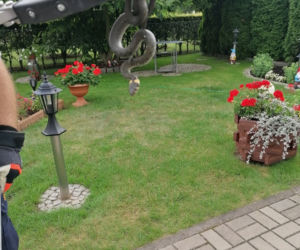 Chwile grozy w centrum miasta. Na posesji znaleźli 40-centymetrowego węża! [ZDJĘCIA]