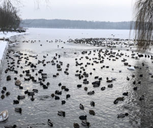 Ptactwo wodne zimuje na jeziorze Trzesiecko w Szczecinku