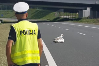 Łabędź zablokował autostradę A4. Ranny ptak siedział na jezdni