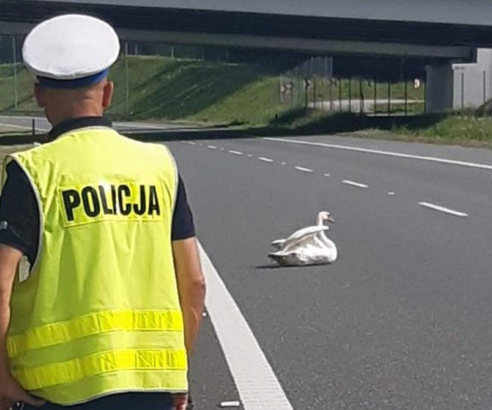 Łabędź zablokował autostradę A4. Ranny ptak siedział na jezdni