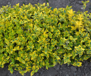 Trzmielina Fortune`a