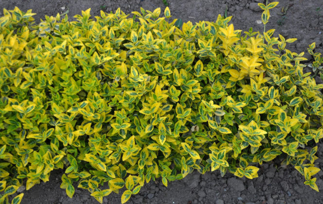 Trzmielina Fortune`a