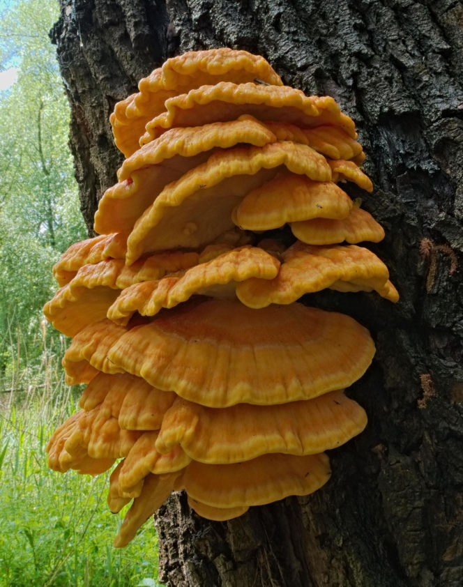 żółciak siarkowy