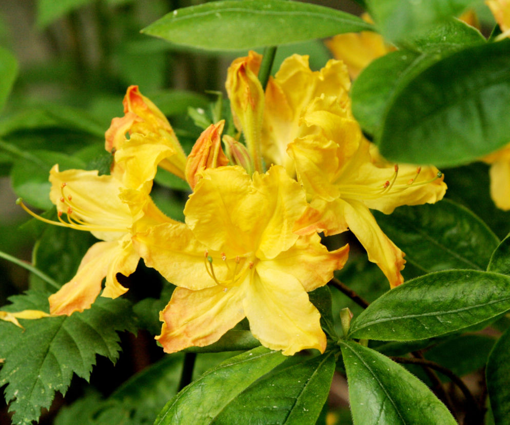 Azalia wielkokwiatowa 'Klondyke'