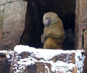 Zwierzęta we wrocławskim zoo zimą