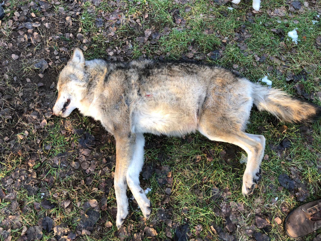 Samochód zabił jednego z najstarszych wilków w Puszczy Bydgoskiej