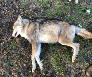 Samochód zabił jednego z najstarszych wilków w Puszczy Bydgoskiej