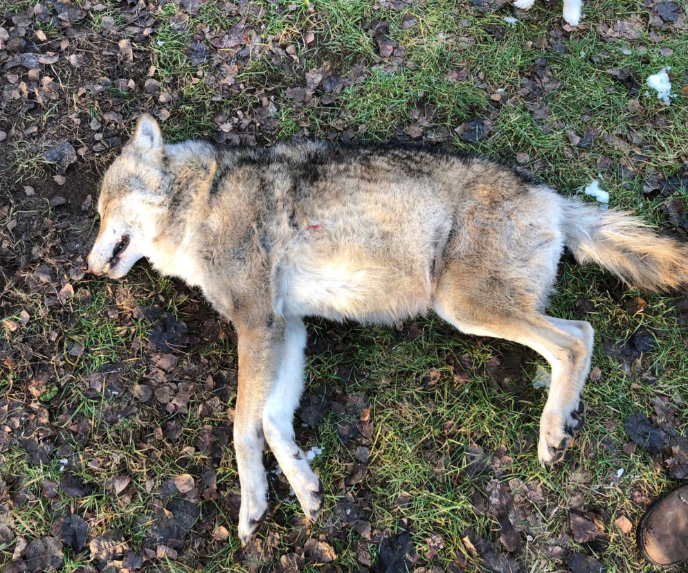 Samochód zabił jednego z najstarszych wilków w Puszczy Bydgoskiej