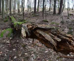 W 54 godziny zdobyli 28 szczytów Korony Gór Świętokrzyskich