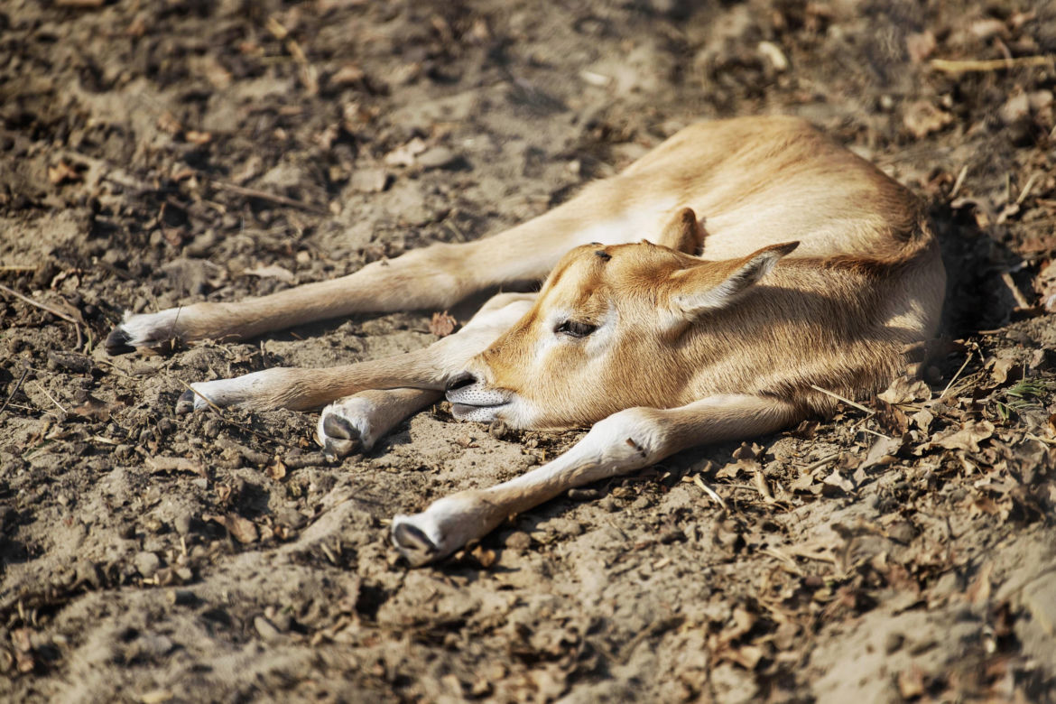 W Zoo Borysew urodziła się mała wielbłądzica