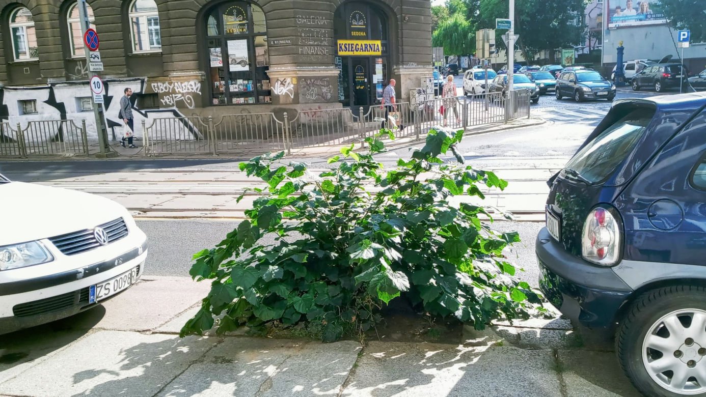 Wycięte drzewa w centrum Szczecina nagle odżyły