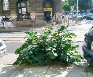 Wycięte drzewa w centrum Szczecina nagle odżyły