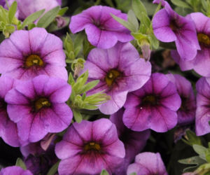 calibrachoa