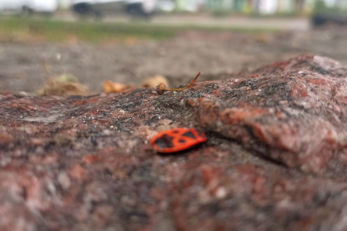 Czerwone owady opanowały centrum Szczecina. Nie są groźne, a wręcz bardzo pożyteczne