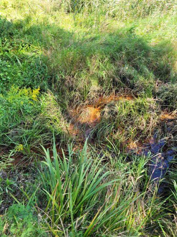 Prastara Puszcza Dulowska w Małopolsce. Spotkasz tam nawet łosie! 