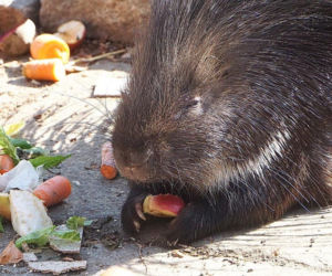 Narodziny jeżozwierzy we wrocławskim zoo