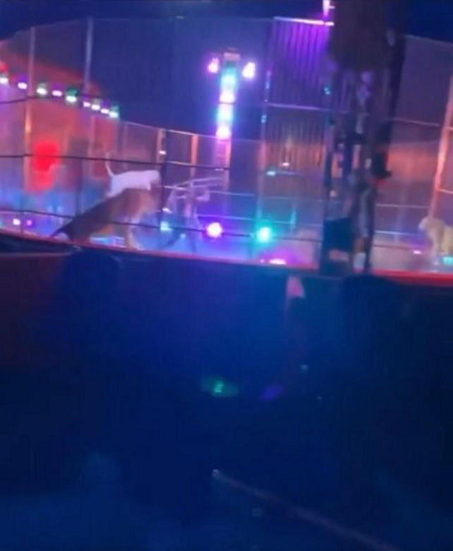 Panika w cyrku! Bunt lwów  tuz obok tłumu widzów