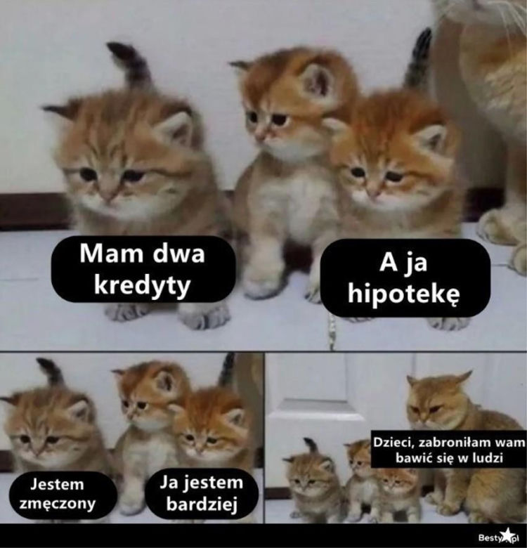 Chcesz poprawić sobie humor? Te memy ze zwierzętami rozbawią cię do łez!