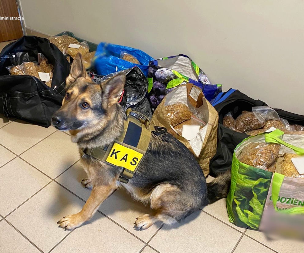 Nielegalne papierosy na targowisku przy przy Dworcu Świebodzkim we Wrocławiu