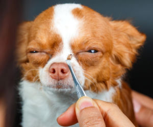 Pokazała ukrytą funkcję w telefonie, która działa jak rentgen na kleszcze. Pomaga wykryć kleszcza w sierści psa w kilka sekund. Sposób na znalezienie kleszcza telefonem