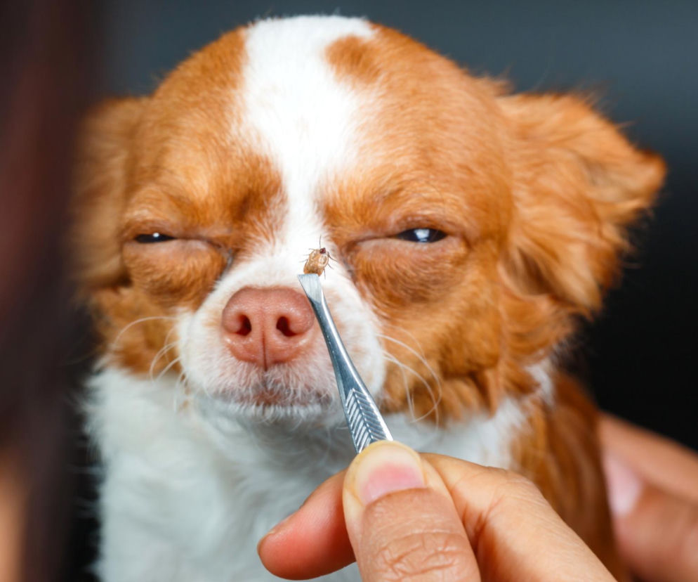 Ten trik z telefonem działa na kleszcze jak rentgen. Znajdziesz pajęczaka w kilka sekund