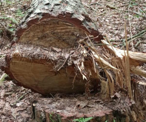 Ktoś zniszczył gniazdo bielika, zginęły maleńkie pisklęta