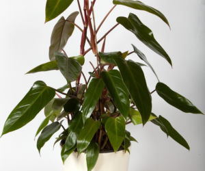 Filodendron
