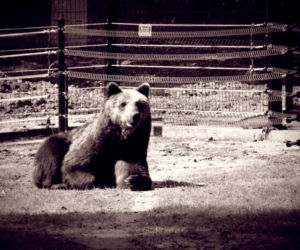 Akcent ZOO. Jola zmarła po walce z chorobą. Niedźwiedzica była symbolem ogrodu