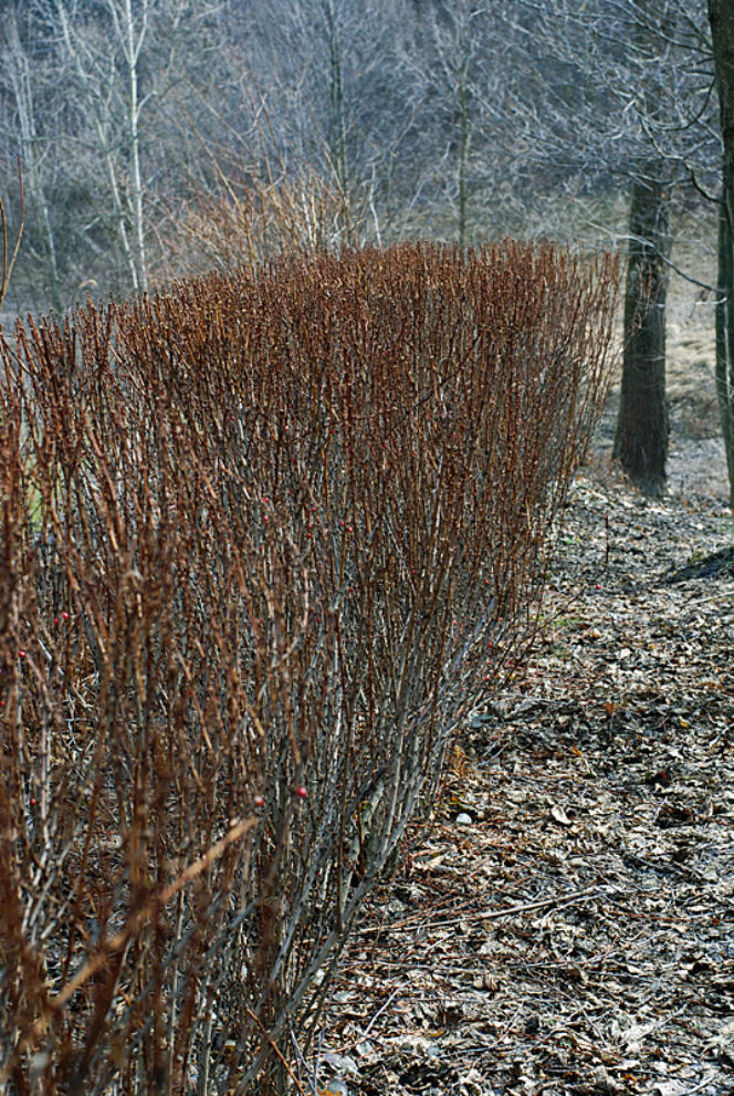 Krzewy ozdobne – ciecie