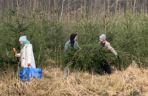 Choinkobranie w Lasach Państwowych. Tu pachnące choinki kupisz za grosze