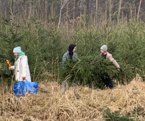 Choinkobranie w Lasach Państwowych. Tu pachnące choinki kupisz za grosze