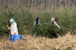 Choinkobranie w Lasach Państwowych. Tu pachnące choinki kupisz za grosze