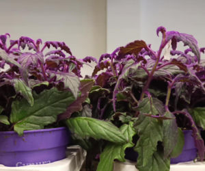 Festiwal Roślin w Enea Arenie