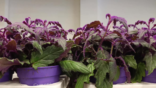 Festiwal Roślin w Enea Arenie