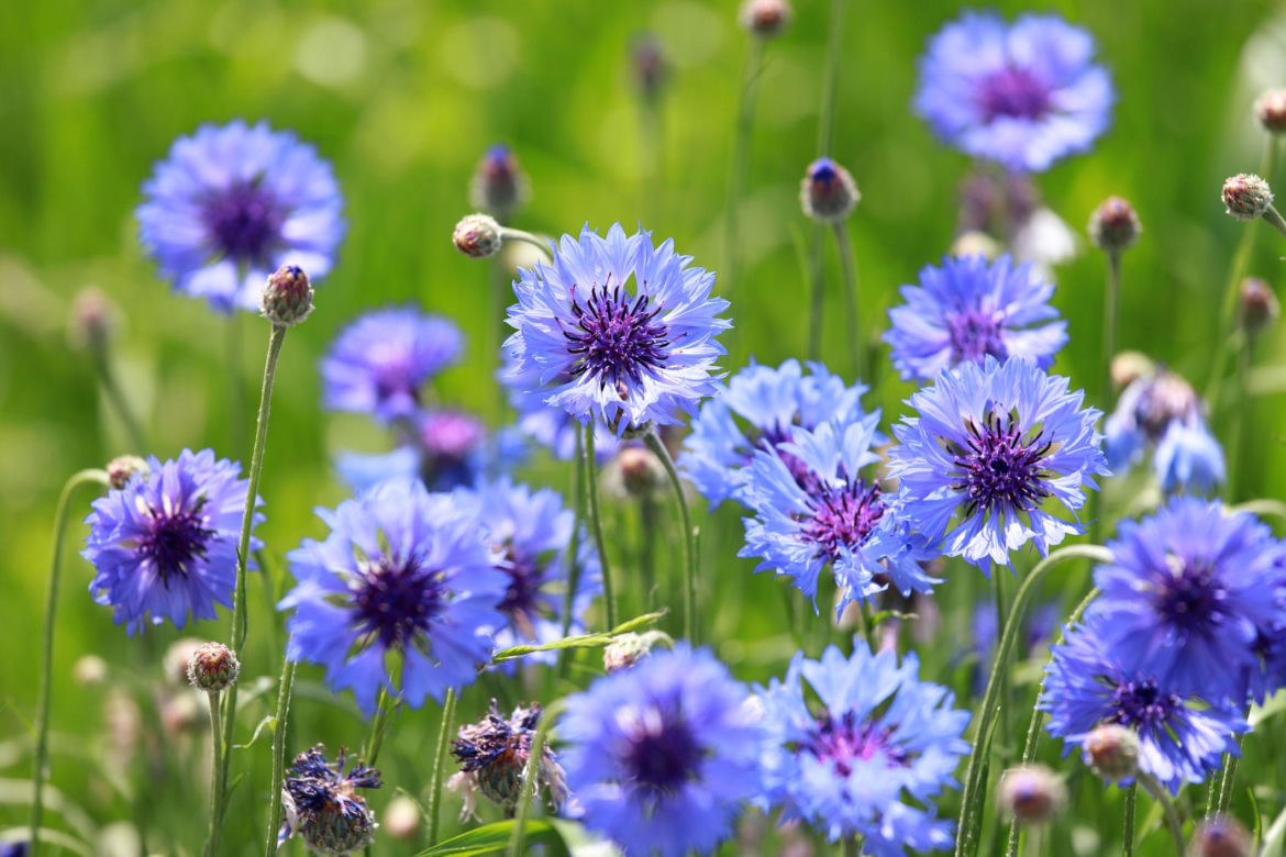 Chaber (Centaurea cyanus)