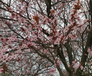 Śliwa wiśniowa 'Pissardii'