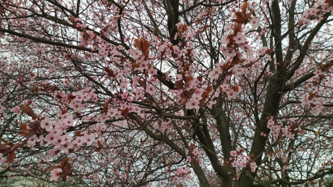 Śliwa wiśniowa 'Pissardii'