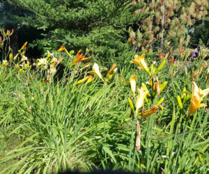 Są kolorowe, pachnące i... smaczne! Ogród Botaniczny zaprasza na jadalne kwiaty