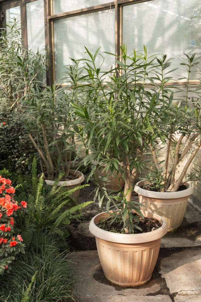 Oleander