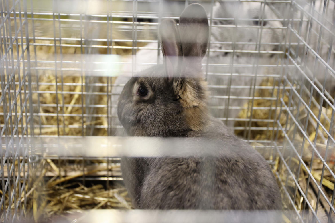 Zoopark 2024 w Lublinie. Można podziwiać wiele gatunków zwierząt