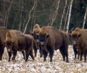 Groźna choroba zaatakowała żubry. To dla nich wyrok śmierci!
