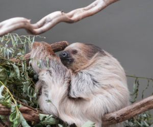 We wrocławskim zoo urodził się pierwszy leniwiec